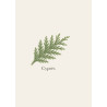 Conifère méditerranéen aromatique. Bois léger au parfum résineux persistant, bonne durabilité naturelle, essence de caractère.